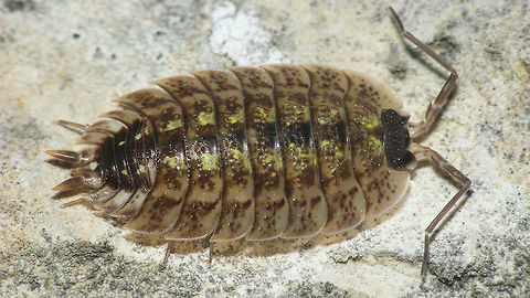 Porcellio spinicornis - large specimen In large Porcellio spinicornis the sculpture of the head is more pronounced Crustacea,Isopoda,Oniscidea,Painted Woodlouse,Porcellio,Porcellio spinicornis,Porcellionidae,Woodlouse