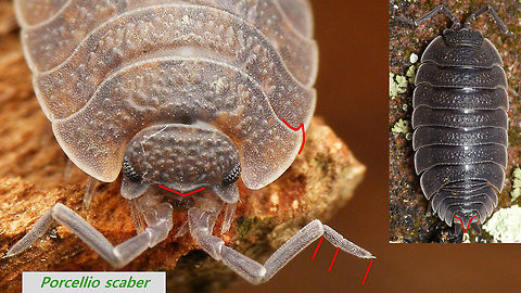 Porcellio scaber - ID help  Oniscidea,Porcellio,Porcellio scaber,Porcellionidae,Rough woodlouse,Woodlouse ID help,nl: Ruwe pissebed