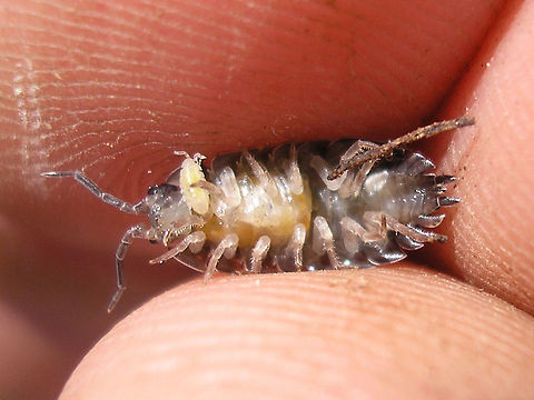 Porcellio scaber w. manca just leaving the marsupium  Manca,Marsupium,Oniscidea,Porcellio,Porcellio scaber,Porcellionidae,Rough woodlouse,nl: Ruwe pissebed