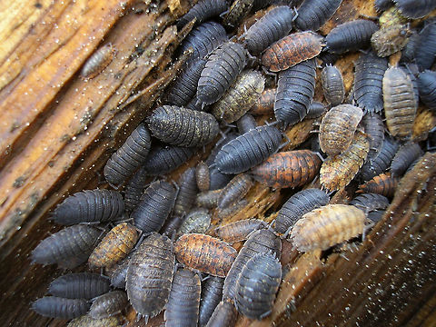 Porcellio scaber - Group w. colour variants  Oniscidea,Porcellio,Porcellio scaber,Porcellionidae,Rough woodlouse,nl: Ruwe pissebed