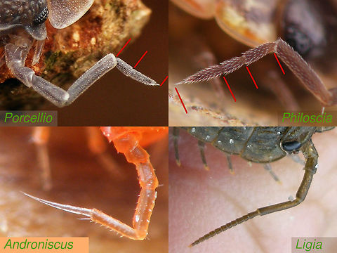 Woodlouse antenna flagellum comparison Various families of woodlice have quite different shapes and segmentation on the flagellum of the antenna. This side by side shows some of the common forms Androniscus,Isopoda,Ligia,Oniscidea,Philoscia,Porcellio,Woodlouse,Woodlouse ID help