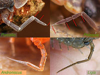 Woodlouse antenna flagellum comparison Various families of woodlice have quite different shapes and segmentation on the flagellum of the antenna. This side by side shows some of the common forms Androniscus,Isopoda,Ligia,Oniscidea,Philoscia,Porcellio,Woodlouse,Woodlouse ID help