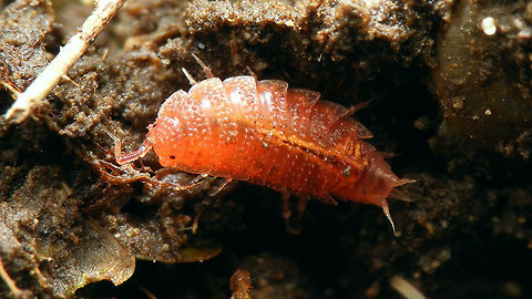 Androniscus dentiger - looking up  Androniscus,Androniscus dentiger,Oniscidea,Trichoniscidae