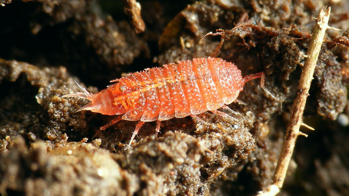 Androniscus dentiger  Androniscus,Androniscus dentiger,Oniscidea,Trichoniscidae