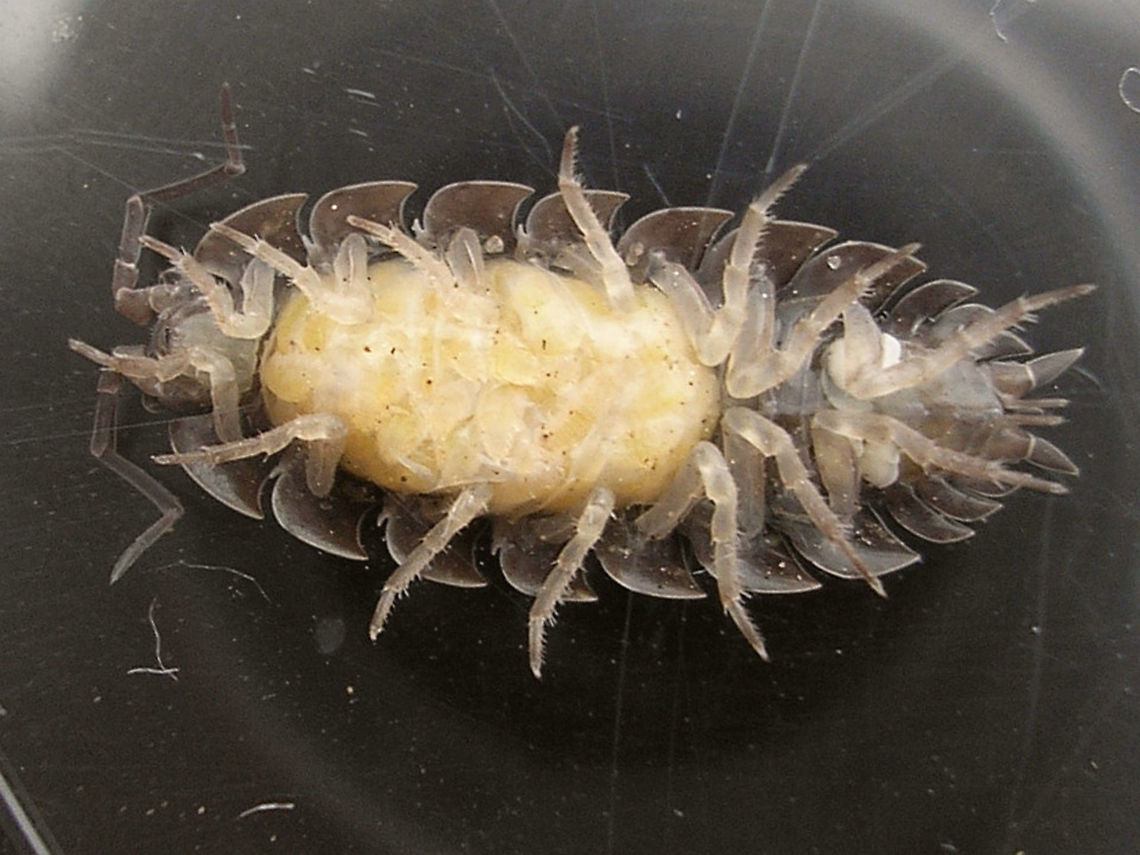 Armadillidium vulgare - Marsupium about to burst Female Armadillidium vulgare with very mature brood in the marsupium - the individual mancas (juveniles) can be clearly recognized.<br />
Same mom with a few of the mancas some two days later:<br />
<figure class="photo"><a href="https://www.jungledragon.com/image/80470/armadillidium_vulgare_with_mancas.html" title="Armadillidium vulgare with mancas"><img src="https://s3.amazonaws.com/media.jungledragon.com/images/3043/80470_thumb.jpg?AWSAccessKeyId=05GMT0V3GWVNE7GGM1R2&Expires=1765411210&Signature=L7eaI9WvVcCDymcdAE6sjtozvdQ%3D" width="200" height="114" alt="Armadillidium vulgare with mancas Mom with three mancas still lingering nearby.<br />
Same mom, with mancas still in marsupium, about two days earlier:<br />
https://www.jungledragon.com/image/80443/armadillidium_vulgare_-_marsupium_about_to_burst.html<br />
Shots of single manca<br />
https://www.jungledragon.com/image/80446/manca_armadillidium_vulgare.html Armadillidiidae,Armadillidium,Armadillidium vulgare,Geotagged,Isopoda,La Palma (Canary Islands),Manca,Oniscidea,Spain,Woodlouse" /></a></figure> Armadillidiidae,Armadillidium,Armadillidium vulgare,Geotagged,Isopoda,La Palma (Canary Islands),Manca,Marsupium,Oniscidea,Spain,Woodlouse