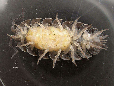Armadillidium vulgare - Marsupium about to burst Female Armadillidium vulgare with very mature brood in the marsupium - the individual mancas (juveniles) can be clearly recognized.
Same mom with a few of the mancas some two days later:
https://www.jungledragon.com/image/80470/armadillidium_vulgare_with_mancas.html Armadillidiidae,Armadillidium,Armadillidium vulgare,Geotagged,Isopoda,La Palma (Canary Islands),Manca,Marsupium,Oniscidea,Spain,Woodlouse