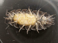 Armadillidium vulgare - Marsupium about to burst Female Armadillidium vulgare with very mature brood in the marsupium - the individual mancas (juveniles) can be clearly recognized.<br />
Same mom with a few of the mancas some two days later:<br />
https://www.jungledragon.com/image/80470/armadillidium_vulgare_with_mancas.html Armadillidiidae,Armadillidium,Armadillidium vulgare,Geotagged,Isopoda,La Palma (Canary Islands),Manca,Marsupium,Oniscidea,Spain,Woodlouse