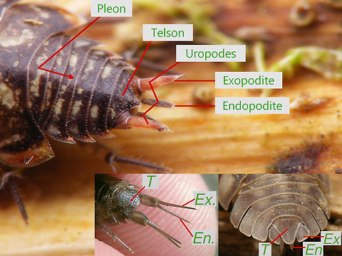 Woodlouse pleon, telson, uropodes Different configurations of the telson, uropodes and exo- & endopodites in various groups of woodlice
Left: Philosciidae - Philoscia muscorum
Center: Ligiidae - Ligia oceanica
Right: Armadillidiidae - Armadillidium nasatum  Armadillidiidae,Armadillidium nasatum,Isopoda,Ligia oceanica,Ligiidae,Oniscidea,Philoscia muscorum,Philosciidae,Woodlouse,Woodlouse ID help,nl: Mospissebed