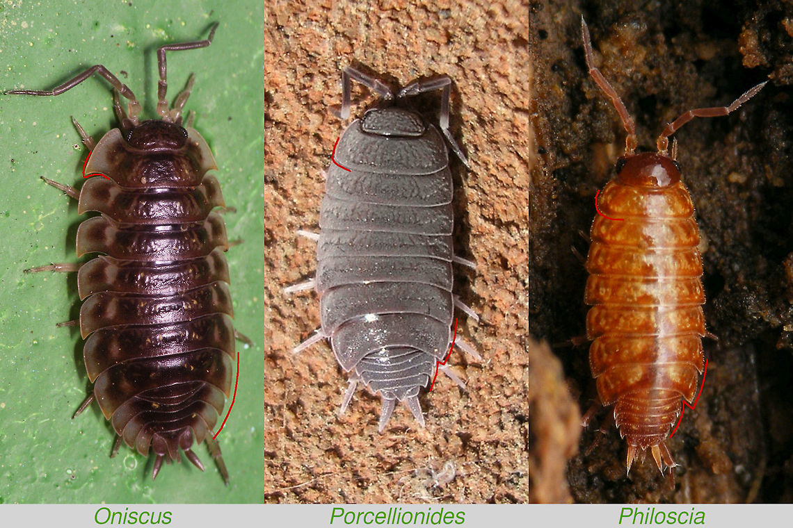 Woodlouse contour shapes Comparison of various details in the contour of woodlice useful in identification.<br />
<br />
The contour features shown here are NOT necessarily genus level characters, but rather serve as a general example of typical forms.<br />
<br />
This collage is intended to provide some visualization of what to look for if a description goes on about the shape of &quot;the hind corner of first pereonite&quot; or the &quot;body outline clearly indented at the pereon-pleon junction&quot; or some such.<br />
<br />
True family and genus characteristics are almost always defined by a combination of features (some ventral or microscopic). The features shown here may or may not be part or that (may vary within a family or even genus), but they always are part of the diagnosis of individual species.<br />
 Isopoda,Oniscidea,Oniscus asellus,Philoscia muscorum,Porcellionides pruinosus,Woodlouse,Woodlouse ID help,nl: Berijpte pissebed,nl: Kelderpissebed,nl: Mospissebed