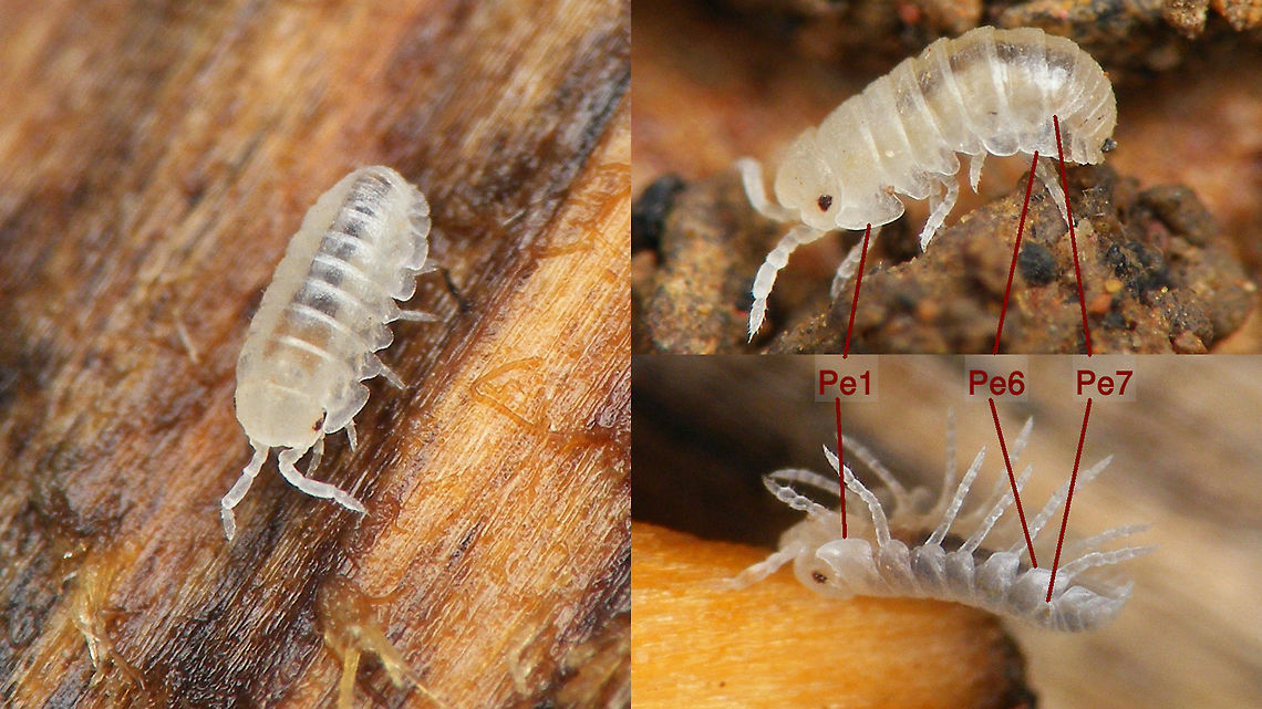 Manca (Armadillidium vulgare) In Woodlice the juveniles that have just left the marsupium are called &quot;Manca&quot;, probably derived from &quot;something still missing&quot;.<br />
A complete Woodlouse has 7 pairs of legs - one pair on each segment of the pereon, but in a manca the 7th segment is not yet fully developed (as seen in this image) and does not yet carry legs. It will need two moults to develop the 7th segment with fully functional legs. Armadillidiidae,Armadillidium,Armadillidium vulgare,Crustacea,Geotagged,Isopoda,La Palma (Canary Islands),Manca,Oniscidea,Pill Bug,Spain,Woodlouse,Woodlouse ID help