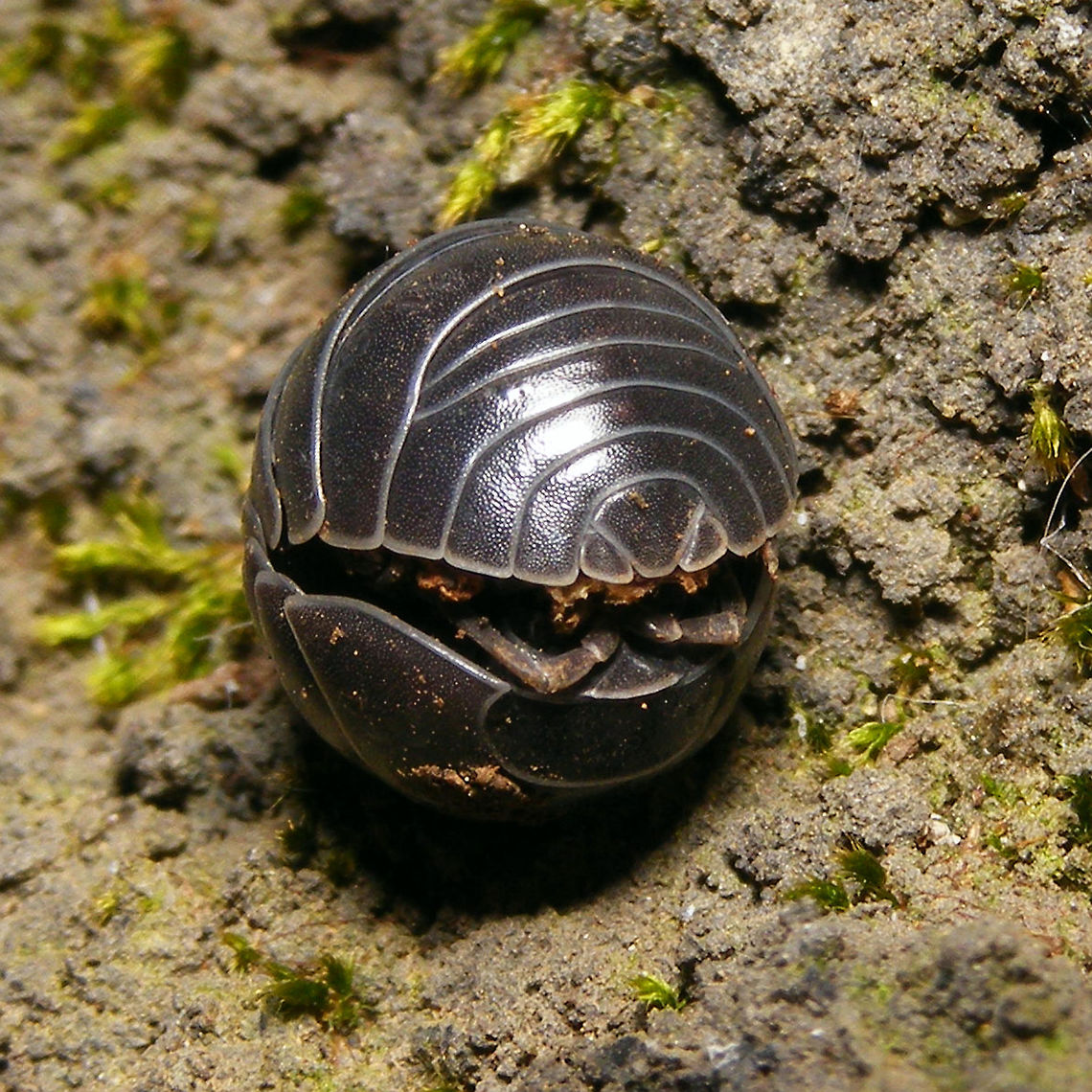 Armadillidium vulgare - rolled up  Armadillidiidae,Armadillidium,Armadillidium vulgare,Crustacea,Isopoda,Oniscidea,Pill Bug,Woodlouse