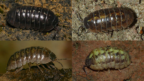 Armadillidium vulgare - variants  Armadillidiidae,Armadillidium,Armadillidium vulgare,Crustacea,Isopoda,Oniscidea,Pill Bug,Woodlouse