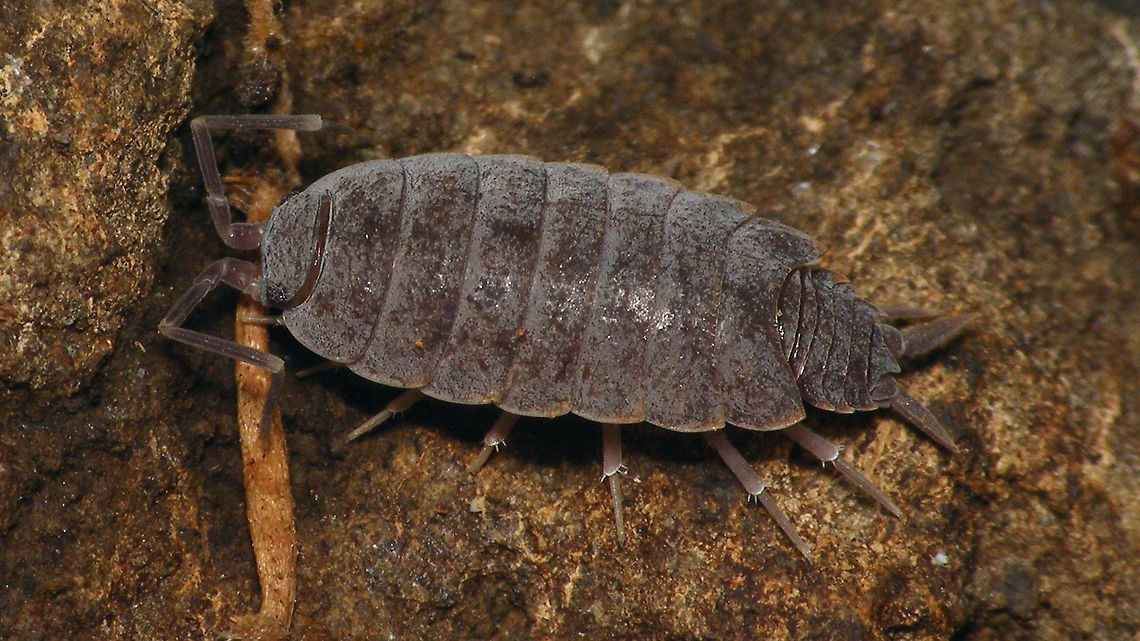 Porcellionides pruinosus  Geotagged,Isopoda,La Palma (Canary Islands),Oniscidea,Porcellionidae,Porcellionides,Porcellionides pruinosus,Spain,Woodlouse,nl: Berijpte pissebed