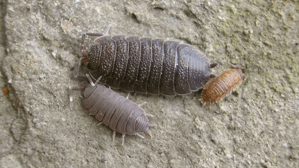 Porcellionides pruinosus and Porcellio scaber Older shot with two species together under one roof tile: Porcellionides pruinosus (bottom) with an older and a younger Porcellio scaber. Woodlice keep on growing all their life, so sizes are hard to compare, but this is fairly representative of size differences between the two, although both the Porcellionides and the larger Porcellio scaber in this image would still have some growth left in them.  Geotagged,Isopoda,Netherlands,Oniscidea,Porcellio,Porcellio scaber,Porcellionidae,Porcellionides,Porcellionides pruinosus,Woodlouse,nl: Berijpte pissebed,nl: Ruwe pissebed