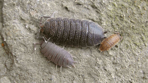 Porcellionides pruinosus and Porcellio scaber Older shot with two species together under one roof tile: Porcellionides pruinosus (bottom) with an older and a younger Porcellio scaber. Woodlice keep on growing all their life, so sizes are hard to compare, but this is fairly representative of size differences between the two, although both the Porcellionides and the larger Porcellio scaber in this image would still have some growth left in them.  Geotagged,Isopoda,Netherlands,Oniscidea,Porcellio,Porcellio scaber,Porcellionidae,Porcellionides,Porcellionides pruinosus,Woodlouse,nl: Berijpte pissebed,nl: Ruwe pissebed