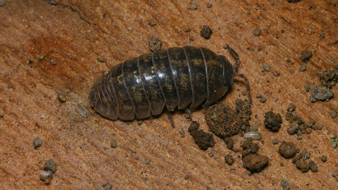 Armadillidium vulgare with mancas Mom with three mancas still lingering nearby.<br />
Same mom, with mancas still in marsupium, about two days earlier:<br />
<figure class="photo"><a href="https://www.jungledragon.com/image/80443/armadillidium_vulgare_-_marsupium_about_to_burst.html" title="Armadillidium vulgare - Marsupium about to burst"><img src="https://s3.amazonaws.com/media.jungledragon.com/images/3043/80443_thumb.jpg?AWSAccessKeyId=05GMT0V3GWVNE7GGM1R2&Expires=1767225610&Signature=WRoZkzhZDdWMCcpWlLV3SZ0CTls%3D" width="200" height="150" alt="Armadillidium vulgare - Marsupium about to burst Female Armadillidium vulgare with very mature brood in the marsupium - the individual mancas (juveniles) can be clearly recognized.<br />
Same mom with a few of the mancas some two days later:<br />
https://www.jungledragon.com/image/80470/armadillidium_vulgare_with_mancas.html Armadillidiidae,Armadillidium,Armadillidium vulgare,Geotagged,Isopoda,La Palma (Canary Islands),Manca,Marsupium,Oniscidea,Spain,Woodlouse" /></a></figure><br />
Shots of single manca<br />
<figure class="photo"><a href="https://www.jungledragon.com/image/80446/manca_armadillidium_vulgare.html" title="Manca (Armadillidium vulgare)"><img src="https://s3.amazonaws.com/media.jungledragon.com/images/3043/80446_thumb.jpg?AWSAccessKeyId=05GMT0V3GWVNE7GGM1R2&Expires=1767225610&Signature=Uv4Kcy9VjxbgOJJ6rhOk2Obpjsc%3D" width="200" height="114" alt="Manca (Armadillidium vulgare) In Woodlice the juveniles that have just left the marsupium are called &quot;Manca&quot;, probably derived from &quot;something still missing&quot;.<br />
A complete Woodlouse has 7 pairs of legs - one pair on each segment of the pereon, but in a manca the 7th segment is not yet fully developed (as seen in this image) and does not yet carry legs. It will need two moults to develop the 7th segment with fully functional legs. Armadillidiidae,Armadillidium,Armadillidium vulgare,Crustacea,Geotagged,Isopoda,La Palma (Canary Islands),Manca,Oniscidea,Pill Bug,Spain,Woodlouse,Woodlouse ID help" /></a></figure> Armadillidiidae,Armadillidium,Armadillidium vulgare,Geotagged,Isopoda,La Palma (Canary Islands),Manca,Oniscidea,Spain,Woodlouse