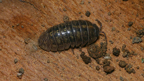 Armadillidium vulgare with mancas Mom with three mancas still lingering nearby.
Same mom, with mancas still in marsupium, about two days earlier:
https://www.jungledragon.com/image/80443/armadillidium_vulgare_-_marsupium_about_to_burst.html
Shots of single manca
https://www.jungledragon.com/image/80446/manca_armadillidium_vulgare.html Armadillidiidae,Armadillidium,Armadillidium vulgare,Geotagged,Isopoda,La Palma (Canary Islands),Manca,Oniscidea,Spain,Woodlouse