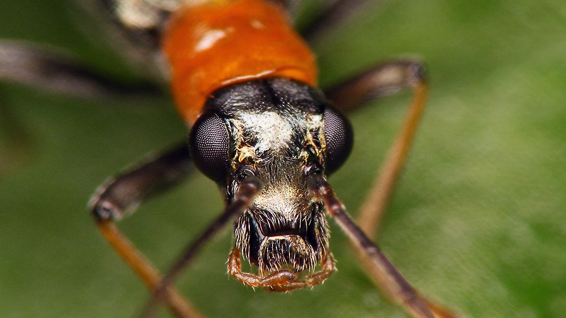 Oedemera croceicollis - Mugshot Complete male here:<br />
<figure class="photo"><a href="https://www.jungledragon.com/image/80497/oedemera_croceicollis.html" title="Oedemera croceicollis"><img src="https://s3.amazonaws.com/media.jungledragon.com/images/3043/80497_thumb.jpg?AWSAccessKeyId=05GMT0V3GWVNE7GGM1R2&Expires=1767225610&Signature=PzuXA7XzvqphpASsJ1fhsheKhos%3D" width="200" height="114" alt="Oedemera croceicollis Mugshot of same male here:<br />
https://www.jungledragon.com/image/80496/dscf4304hd-mug.html Coleoptera,Geotagged,Netherlands,Oedemera,Oedemera croceicollis,Oedemeridae" /></a></figure> Coleoptera,Geotagged,Netherlands,Oedemera,Oedemera croceicollis,Oedemeridae,compound eyes