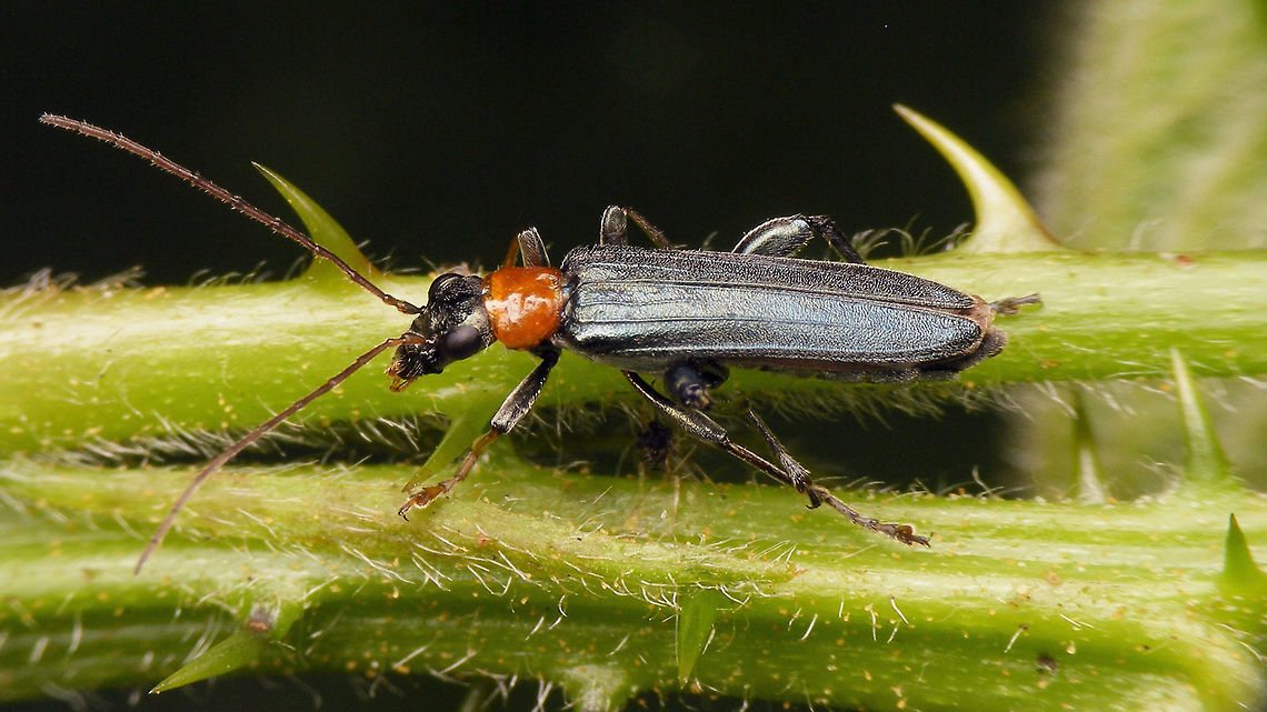 Oedemera croceicollis Mugshot of same male here:<br />
<figure class="photo"><a href="https://www.jungledragon.com/image/80496/oedemera_croceicollis_-_mugshot.html" title="Oedemera croceicollis - Mugshot"><img src="https://s3.amazonaws.com/media.jungledragon.com/images/3043/80496_thumb.jpg?AWSAccessKeyId=05GMT0V3GWVNE7GGM1R2&Expires=1759968010&Signature=TAmt8iV9e8rpuWdGCo9xRMrwnuU%3D" width="200" height="114" alt="Oedemera croceicollis - Mugshot Complete male here:<br />
https://www.jungledragon.com/image/80497/dscf4330_hd.html Coleoptera,Geotagged,Netherlands,Oedemera,Oedemera croceicollis,Oedemeridae,compound eyes" /></a></figure> Coleoptera,Geotagged,Netherlands,Oedemera,Oedemera croceicollis,Oedemeridae