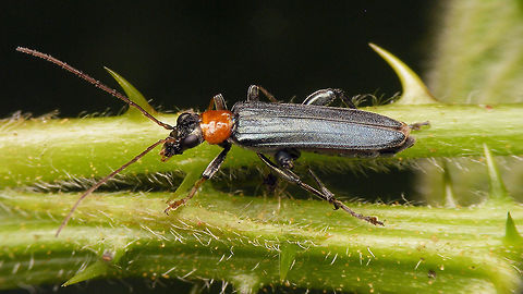 Oedemera croceicollis Mugshot of same male here:
https://www.jungledragon.com/image/80496/dscf4304hd-mug.html Coleoptera,Geotagged,Netherlands,Oedemera,Oedemera croceicollis,Oedemeridae