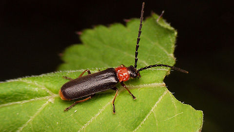 Silis ruficollis  Cantharidae,Coleoptera,Crudosilis ruficollis,Geotagged,Netherlands,Silis,Silis ruficollis