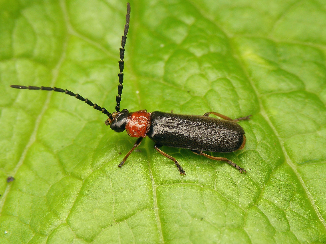 Silis ruficollis balancing those heavy antennae  Cantharidae,Coleoptera,Crudosilis ruficollis,Geotagged,Netherlands,Silis,Silis ruficollis