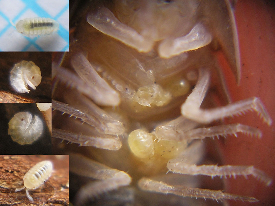 Armadillidium nasatum - Marsupium with mancas Ventral view of female Armadillidium nasatum with mancas just crawling out of the marsupium Armadillidiidae,Armadillidium,Armadillidium nasatum,Geotagged,Germany,Isopoda,Manca,Marsupium,Oniscidea,Pill Woodlouse,Woodlouse