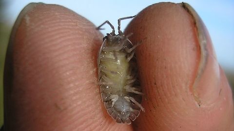 Armadillidium nasatum - Marsupium Female Armadillidium nasatum with brood in marsupium Armadillidiidae,Armadillidium,Armadillidium nasatum,France,Geotagged,Isopoda,Marsupium,Oniscidea,Pill Woodlouse,Summer,Woodlouse