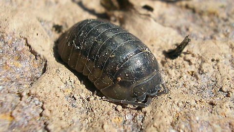 Nosy Pill Woodlouse