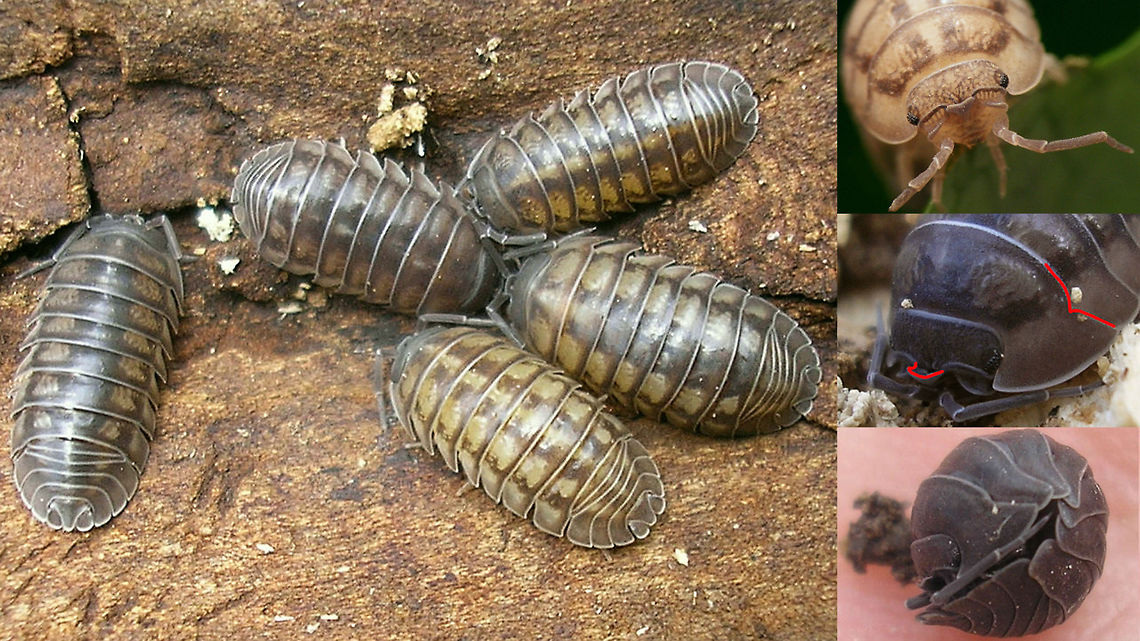 Armadillidium nasatum - ID help This species comes in &quot;all black&quot; (usually males) and mottled in rows of lighter patches (mostly juveniles and females). It is not quite as cylindrical as many other Armadillidiidae, but has the epimera (littel &quot;side wings&quot; of the dorsal plates) slightly angled off sideways. Apart from the fairly distinct patterns of patches and the overall body shape, the scutellum (&quot;nose triangle&quot;) is distinctly pulled forward (hence the name &quot;nasatum&quot;) and the hind margin of the first pereonite (1st dorsal plate) is abruptly pointed backwards in a conspicuous angle, around where the epimera start. Armadillidiidae,Armadillidium,Armadillidium nasatum,Isopoda,Oniscidea,Pill Woodlouse,Woodlouse,Woodlouse ID help