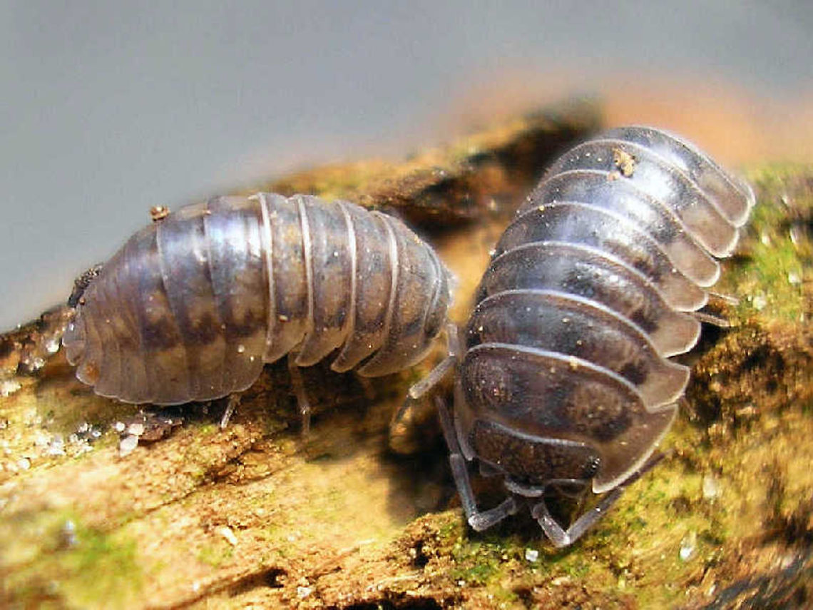 Armadillidium nasatum - Fat ass The one of the left has recently moulted the rear half but the front has yet to come, resulting in a rather prominent booty for the time being. Armadillidiidae,Armadillidium,Armadillidium nasatum,Geotagged,Isopoda,Netherlands,Oniscidea,Pill Woodlouse,Woodlouse