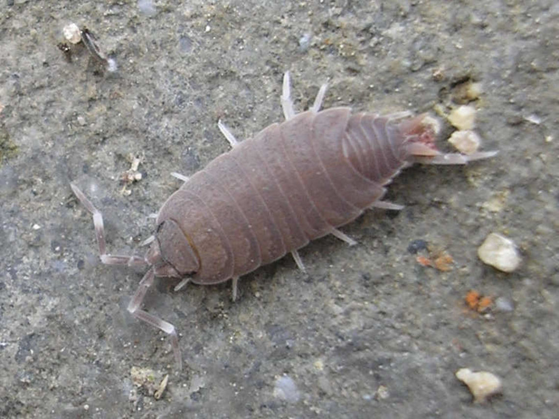 Porcellionides pruinosus - Brownish When the wax coating is still weak (after moulting) or worn, more of the cuticle is showing, which is often brownish Geotagged,Netherlands,Porcellionides pruinosus,nl: Berijpte pissebed