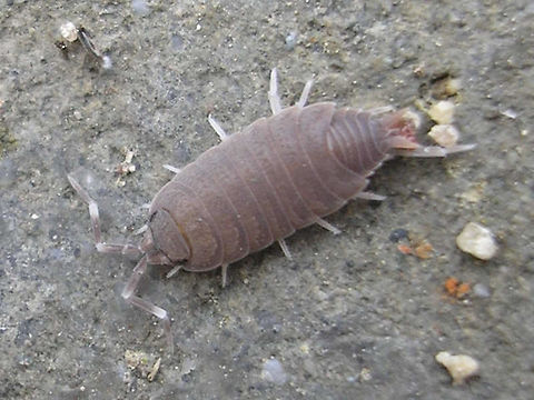 Porcellionides pruinosus - Brownish When the wax coating is still weak (after moulting) or worn, more of the cuticle is showing, which is often brownish Geotagged,Netherlands,Porcellionides pruinosus,nl: Berijpte pissebed