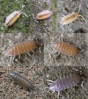 Porcellionides pruinosus - Juveniles Various development stages of Porcellionides pruinosus Isopoda,Oniscidea,Porcellionidae,Porcellionides,Porcellionides pruinosus,Woodlouse,juvenile,nl: Berijpte pissebed