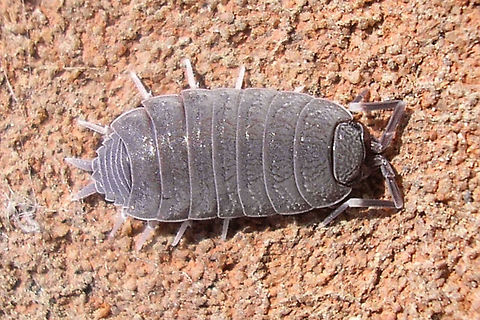 Porcellionides pruinosus  Geotagged,Isopoda,Netherlands,Oniscidea,Porcellionidae,Porcellionides,Porcellionides pruinosus,Woodlouse,nl: Berijpte pissebed