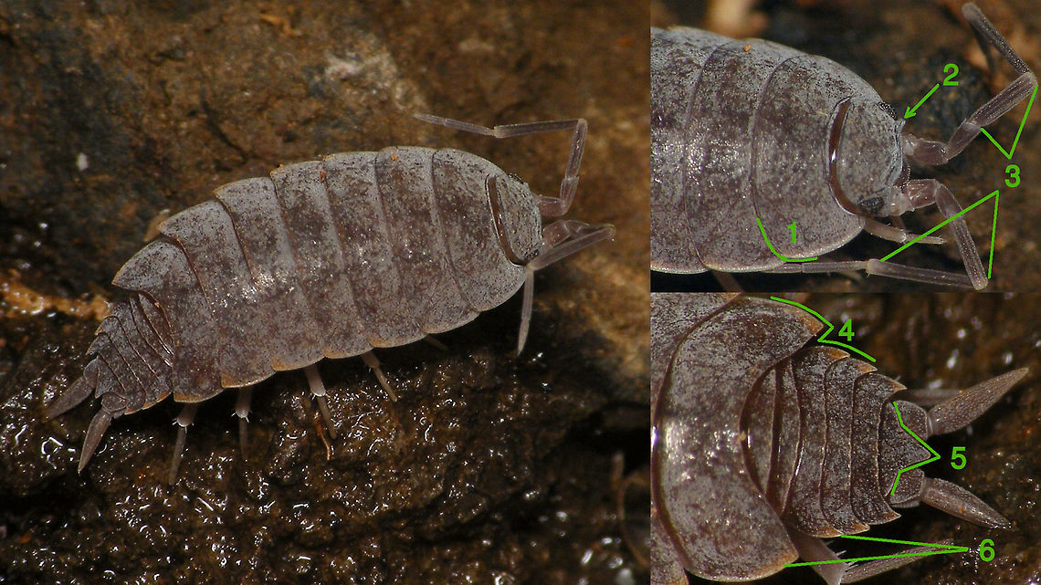 Porcellionides pruinosus - ID help A few characters to look for in Porcellionides pruinosus:<br />
0. General appearance: Smooth, cuticle often brownish to dark gray but waxy coating causing a blueish-gray shine<br />
1. Hind corners of 1st pereonite very evenly/bluntly rounded<br />
2. Sculpture of head feeble with only slightly produced lobe under the eyes<br />
3. Antennal segment apically white, giving the antenna an annullated appearance<br />
4. Outline of body clearly disrupted where the narrower pleon (hind body) begins<br />
5. Telson with angulated margins and sharp tip<br />
6. Hind corners of pereonites and pleonites may or may not carry an orange tip Geotagged,Isopoda,La Palma (Canary Islands),Oniscidea,Porcellionidae,Porcellionides,Porcellionides pruinosus,Spain,Woodlouse,Woodlouse ID help,nl: Berijpte pissebed