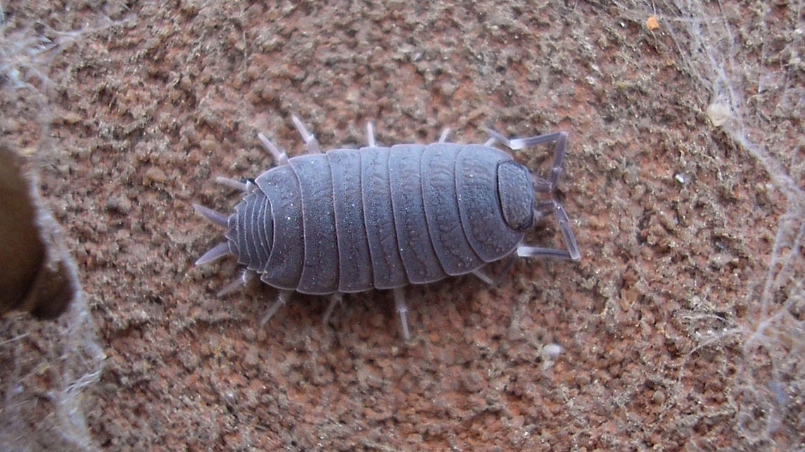 Porcellionides pruinosus  Geotagged,Isopoda,Netherlands,Oniscidea,Porcellionidae,Porcellionides,Porcellionides pruinosus,Woodlouse,nl: Berijpte pissebed