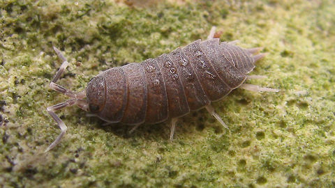 Porcellionides pruinosus - Wet just adding the species for France as well :o) Isopoda,Oniscidea,Porcellionidae,Porcellionides,Porcellionides pruinosus,Woodlouse,nl: Berijpte pissebed
