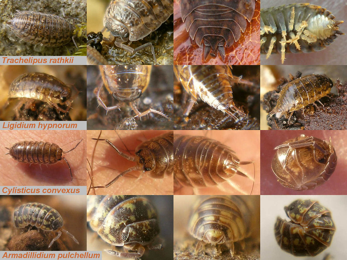 Woodlice photo perspectives Examples of useful photo perspectives for ID when shooting woodlice.<br />
<br />
Always make sure you get a good view on the structure of head and tail(!)<br />
<br />
But of course other things are often useful too, such as:<br />
- Good views on head and and tail! (or am I repeating myself? ;o)<br />
- Colouration and surface sculpture (granulation etc.) of the whole animal<br />
- Ability to roll into a ball or not<br />
- A view on the ventral face of the pleon (hind body) to see the number of visible pseudotracheae<br />
- Shape and segmentation of the antenna and its flagellum <br />
- The shape of the hind corner of the first pereonite (1st. dorsal plate)<br />
That last point, combined with body outline at the pereon-pleon junction is also depicted here:<br />
<figure class="photo"><a href="https://www.jungledragon.com/image/80445/woodlouse_contour_shapes.html" title="Woodlouse contour shapes"><img src="https://s3.amazonaws.com/media.jungledragon.com/images/3043/80445_thumb.jpg?AWSAccessKeyId=05GMT0V3GWVNE7GGM1R2&Expires=1767225610&Signature=XHMOdNKHddbTK5GelDDBPKN7bO8%3D" width="200" height="134" alt="Woodlouse contour shapes Comparison of various details in the contour of woodlice useful in identification.<br />
<br />
The contour features shown here are NOT necessarily genus level characters, but rather serve as a general example of typical forms.<br />
<br />
This collage is intended to provide some visualization of what to look for if a description goes on about the shape of &quot;the hind corner of first pereonite&quot; or the &quot;body outline clearly indented at the pereon-pleon junction&quot; or some such.<br />
<br />
True family and genus characteristics are almost always defined by a combination of features (some ventral or microscopic). The features shown here may or may not be part or that (may vary within a family or even genus), but they always are part of the diagnosis of individual species.<br />
 Isopoda,Oniscidea,Oniscus asellus,Philoscia muscorum,Porcellionides pruinosus,Woodlouse,Woodlouse ID help,nl: Berijpte pissebed,nl: Kelderpissebed,nl: Mospissebed" /></a></figure> Armadillidium pulchellum,Cylisticus convexus,Isopoda,Ligidium hypnorum,Oniscidea,Trachelipus rathkii,Woodlouse,Woodlouse ID help