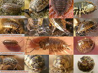 Woodlice photo perspectives Examples of useful photo perspectives for ID when shooting woodlice.<br />
<br />
Always make sure you get a good view on the structure of head and tail(!)<br />
<br />
But of course other things are often useful too, such as:<br />
- Good views on head and and tail! (or am I repeating myself? ;o)<br />
- Colouration and surface sculpture (granulation etc.) of the whole animal<br />
- Ability to roll into a ball or not<br />
- A view on the ventral face of the pleon (hind body) to see the number of visible pseudotracheae<br />
- Shape and segmentation of the antenna and its flagellum <br />
- The shape of the hind corner of the first pereonite (1st. dorsal plate)<br />
That last point, combined with body outline at the pereon-pleon junction is also depicted here:<br />
https://www.jungledragon.com/image/80445/woodlouse_contour_shapes.html Armadillidium pulchellum,Cylisticus convexus,Isopoda,Ligidium hypnorum,Oniscidea,Trachelipus rathkii,Woodlouse,Woodlouse ID help