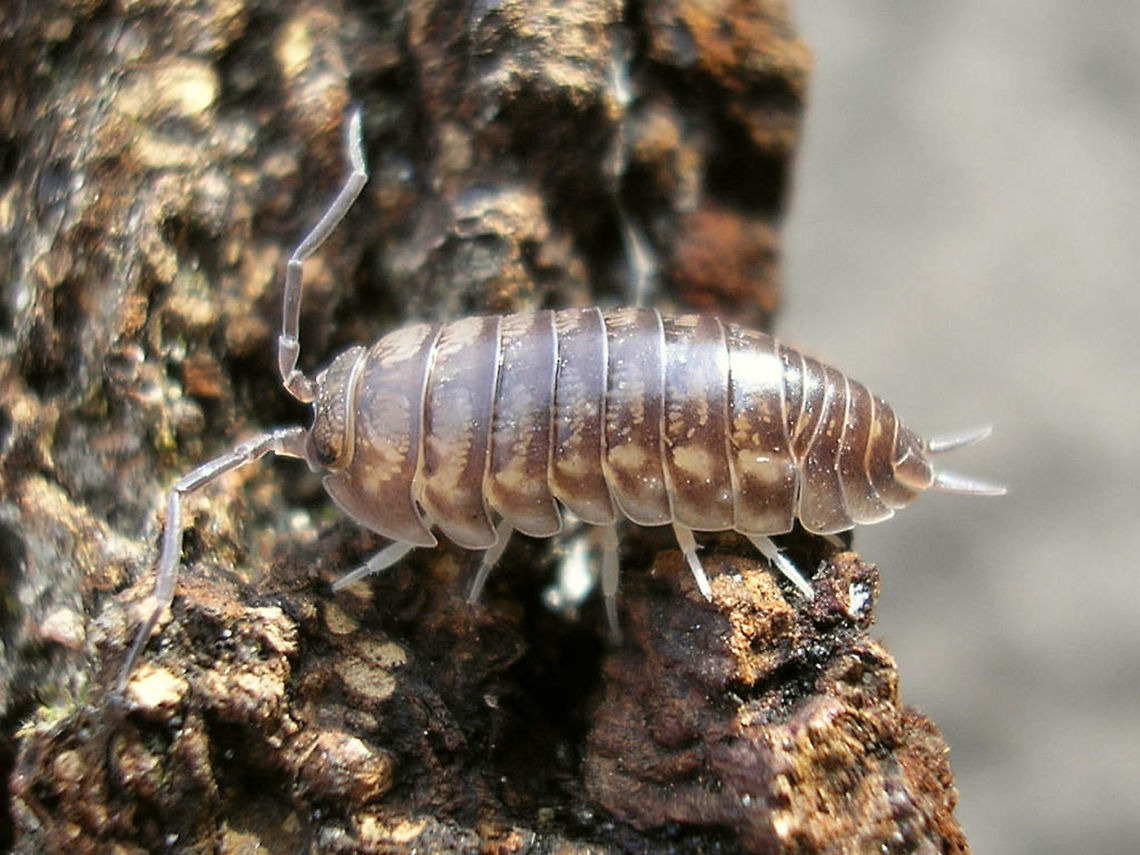 Cylisticus convexus  Cylisticidae,Cylisticus,Cylisticus convexus,Geotagged,Germany,Isopoda,Oniscidea,Woodlouse