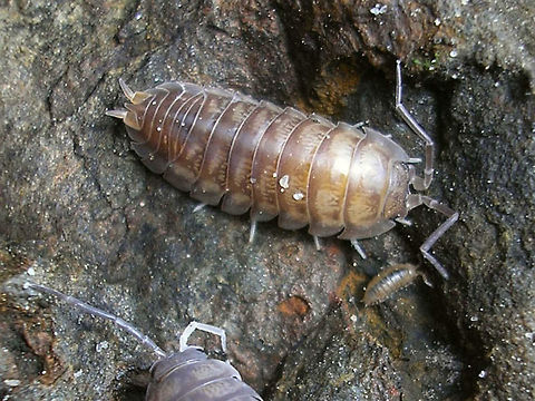Cylisticus convexus with juvenile  Cylisticidae,Cylisticus,Cylisticus convexus,Geotagged,Germany,Isopoda,Juvenile,Oniscidea,Woodlouse