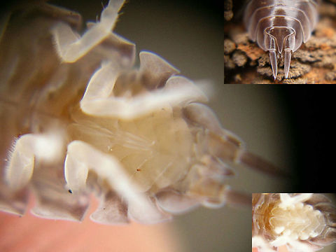 Cylisticus convexus - Male pleopodites Ventral view on male pleopodites of Cylisticus convexus.
Inset top right shows the typical shape of telson and uropodites
Inset bottom right visualizes the 5 pairs of visible pseudotrachea Cylisticidae,Cylisticus,Cylisticus convexus,Geotagged,Germany,Isopoda,Oniscidea,Woodlouse,Woodlouse ID help
