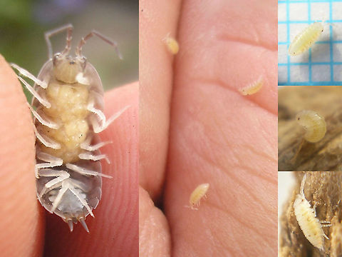 Curly woodlouse