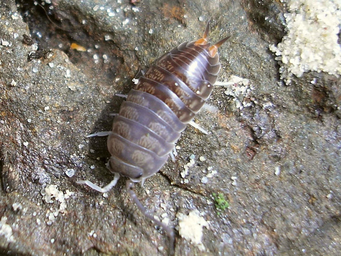 Cylisticus convexus - Front half ready to shed Old cuticle of front half of the animal is already loosened and ready to go to complete the moulting that has started a few days (weeks?) ago with the rear half. Cylisticidae,Cylisticus,Cylisticus convexus,Geotagged,Germany,Isopoda,Oniscidea,Woodlouse,moulting