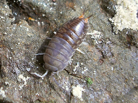Cylisticus convexus - Front half ready to shed Old cuticle of front half of the animal is already loosened and ready to go to complete the moulting that has started a few days (weeks?) ago with the rear half. Cylisticidae,Cylisticus,Cylisticus convexus,Geotagged,Germany,Isopoda,Oniscidea,Woodlouse,moulting
