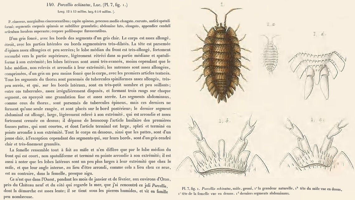 Porcellio echinatus Lucas, 1849 Taken from:<br />
Lucas, H. (1846) Exploration scientifique de l&#039;Algérie pendant les années 1840, 1841, 1842. Zool. - Anim. articul&eacute;s. 1&quot; partie : Crustc&eacute;s, Arachnides, Myriapodes et Hexapodes.<br />
Text (p.1, 1846): <a href="https://biodiversitylibrary.org/page/46116747" rel="nofollow">https://biodiversitylibrary.org/page/46116747</a><br />
Plate (p.4, 1849): <a href="https://biodiversitylibrary.org/page/54761491" rel="nofollow">https://biodiversitylibrary.org/page/54761491</a> Isopoda,Oniscidea,Porcellio,Porcellio echinatus,Porcellionidae