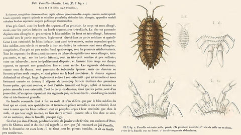 Porcellio echinatus Lucas, 1849 Taken from:
Lucas, H. (1846) Exploration scientifique de l'Algérie pendant les années 1840, 1841, 1842. Zool. - Anim. articul&eacute;s. 1" partie : Crustc&eacute;s, Arachnides, Myriapodes et Hexapodes.
Text (p.1, 1846): https://biodiversitylibrary.org/page/46116747
Plate (p.4, 1849): https://biodiversitylibrary.org/page/54761491 Isopoda,Oniscidea,Porcellio,Porcellio echinatus,Porcellionidae