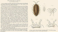 Porcellio echinatus Lucas, 1849 Taken from:<br />
Lucas, H. (1846) Exploration scientifique de l'Algérie pendant les années 1840, 1841, 1842. Zool. - Anim. articulés. 1" partie : Crustcés, Arachnides, Myriapodes et Hexapodes.<br />
Text (p.1, 1846): https://biodiversitylibrary.org/page/46116747<br />
Plate (p.4, 1849): https://biodiversitylibrary.org/page/54761491 Isopoda,Oniscidea,Porcellio,Porcellio echinatus,Porcellionidae