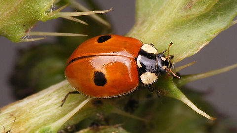 Adalia bipunctata f. typica This once abundant species is quickly becoming scarce and possibly going extinct, due to the arrival of Harmonia axyridis, both as a competitor in the same habitats, but also as a vector of disease.
The fact that it is commercially exploited (and hence "produced" in mass) as a biological control agent, may improve it's chances of "surviving" as a species, but over the last years I've found fewer and fewer in the wild. Adalia,Adalia bipunctata,Adalia bipunctata f. typica,Coccinellidae,Coccinellinae,Coleoptera,Geotagged,Ladybird,Netherlands,Two-spot Ladybird,Two-spotted lady beetle,nl: Tweestippelig lieveheersbeestje